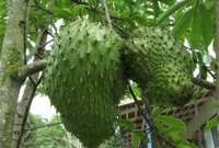 ক্যান্সারের প্রাকৃতিক কেমোথেরাপি ফলের চাষ এখন বাংলাদেশ