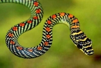 ‘উত্তরের সীমান্তে সাপ ছাড়ছে দক্ষিণ কোরিয়া’