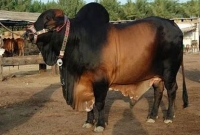 গরুর গোশত বহনের গুজবে ভারতে দুই মুসলিম মহিলাকে মারধর