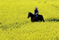 এক নারীকে ঘোড়ার আদর দেখেছেন কোটি মানুষ!