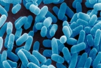 মানুষের নাক থেকে তৈরি হবে অ্যান্টিবায়োটিক