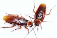 তেলাপোকার দুধ, ভবিষ্যতের ‘সুপারফুড'!