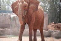 পাথর ছুড়ে মেরে শিশুকে হত্যা করলো হাতি!