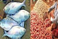 দেড় মণ পেঁয়াজে ১ কেজি ইলিশ!