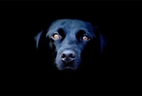 এক রহস্যময় কালো কুকুর, যাকে নিয়ে ৬০০ বছর আতঙ্কিত ইংল্যান্ড!