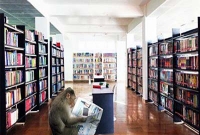  সংসদে ঢুকে পত্রিকা পড়লো বানর!