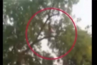 গাছের উঁচু ডালে দাড়িয়ে নামাজ, পরক্ষণে অদৃশ্য হয়ে যান মহিলা!