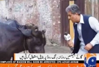 কৌতুহল মেটাতে মহিষকে প্রশ্ন পাক সাংবাদিকের