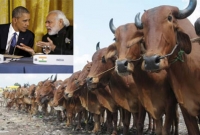 ভারতে গরু নিয়ে সহিংসতায় যুক্তরাষ্ট্রের উদ্বেগ