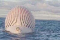 মাঝসমুদ্রে এটা কী?