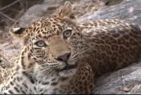  হোটেলে দম্পতির মধুচন্দ্রিমার রাতে থাবা বসাল বাঘ!