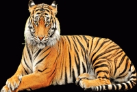 রামপাল বিদ্যুৎ প্রকল্পের জন্য ধন্যবাদ জানিয়ে সর্বকালের সেরা চিঠি লিখল বাঘ 