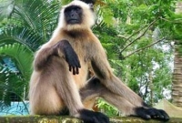  চিকিৎসা নিতে হাসপাতালে হনুমান!