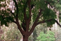 নিম গাছে রাতভর জাপানী যুবক, অতপর...