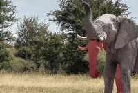 একটা হাতির দুটো শুঁড়! জানুন আসল সত্যিটা