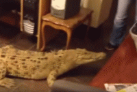 কে এই মহিলা? এক ঘরে কুমিরের সঙ্গে থাকেন ইনি!