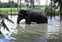 দুর্বল হয়ে পড়েছে হাতিটি, ভারতীয় প্রতিনিধি দল আসছে আজ