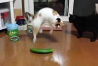 শসা দেখলে বিড়াল এত ভয় পায় কেন?