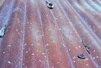 রহস্যময় হলুদ বৃষ্টি! গ্রামে গেল বিশেষজ্ঞ দল