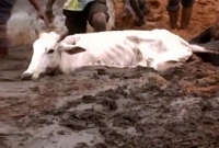  ভারতে এবার গোবর কিনবে সরকার