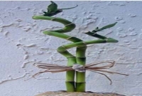  প্রেম বাড়াতে লাকি বাঁশ!