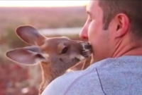 অবশেষে জঙ্গলে ফিরে যাচ্ছে ক্যাঙ্গারু কিউজো