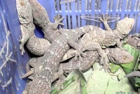 দেড় কোটি টাকার ৪৮টি তক্ষক উদ্ধার