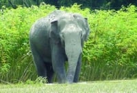 কিছুতেই ধরা দিচ্ছে না সেই হাতি