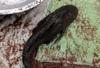 এই ‘রাক্ষসী’ মাছ নিয়ে বিপদে আছেন জেলেরা