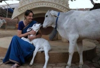 গরুর জন্যই হবে তৃতীয় বিশ্বযুদ্ধ!