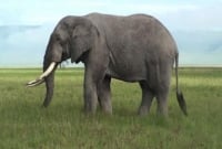 জামালপুরে জলে-স্থলে হাতি আতঙ্ক