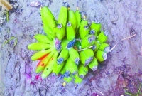 মাটি ফেটে বের হলো কলার ছড়ি, এলাকায় চাঞ্চল্য