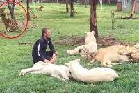 চিতার আক্রমণের হাত থেকে মানুষকে বাঁচালো বাঘ