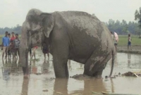 অবশেষে মারা গেল বঙ্গ বাহাদুর