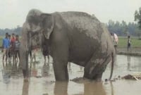  ভারতীয় হাতির মৃত্যুতে ৩ সদস্যের তদন্ত কমিটি