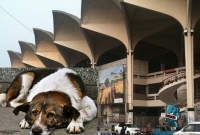  ভৈরবে নিয়ে ছেড়ে আসার পর আবার কমলাপুরে ফিরে এসেছে সেই কুকুরগুলো!