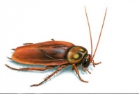 মুণ্ডচ্ছেদের পরও কয়েক সপ্তাহ বেঁচে থাকে আরশোলা! জানেন কি?