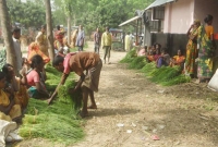 ঘাস বিক্রি করেই সংসার চলে তাদের