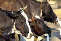 গরু পাচারের গুজবে একজনকে কুপিয়ে হত্যা