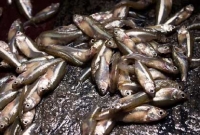 জেনে নিন টাটকা মাছ কেনার ৭টি টিপস