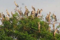 পাখি পাড়া, এক দারুণ দৃশ্য!