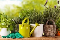 বাড়িতেই চাষ করুন ওষুধি গাছের, দূর হবে ব্যাথার মতো হাজারও রোগ