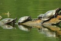 গঙ্গা পরিষ্কার করবে ৫০০ একর জমির কচ্ছপ!