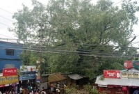 ২৫০ বছরের সেই পাকড় গাছটিকে কেটে ফেলা হলো