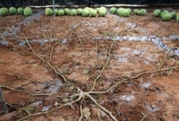  এক গাছে ১৩১ তরমুজ!