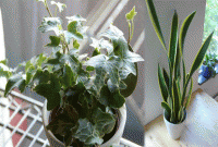 শোয়ার ঘরে এই গাছগুলো রাখলে ভাল ঘুম হবে