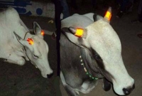 দুর্ঘটনা থেকে রক্ষা করবে এবার গরুর শিং!