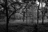 রাত হলেই পাল্টে যায় এই জঙ্গলের চেহারা