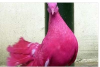 ৬০ লক্ষ টাকায় বিক্রি হলো কবুতর