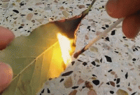 তেজপাতা পোড়ানোর উপকারিতা জানলে সত্যিই অবাক হবেন!